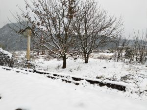 2019112517433053-落雪满苍穹